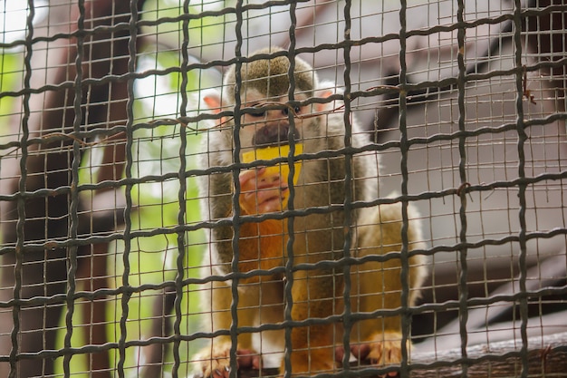 Photo saimiri sciureus dans une cage est un petit singe trouvé en amérique du sud.