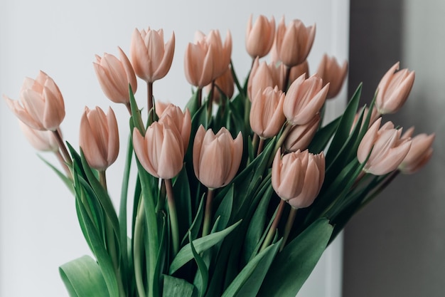 Saint valentin ou fête des mères fleurs de tulipe couleur abricot