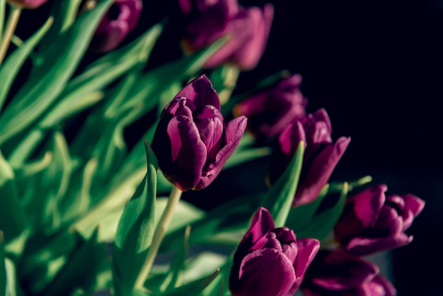 Saint Valentin ou fête des mères fleurs de tulipe couleur pourpre