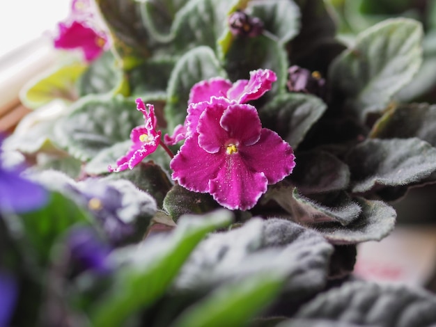 Saintpaulia Streptocarpus Saintpaulia plante fleur pourpre