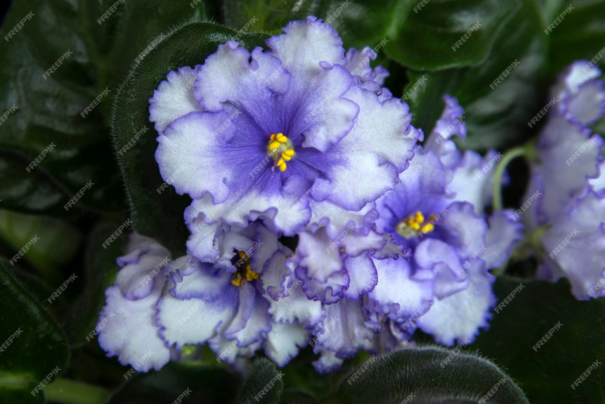 Saintpaulia Violette Africaine En Pot Fleurs D'intérieur Passe-temps |  Photo Premium