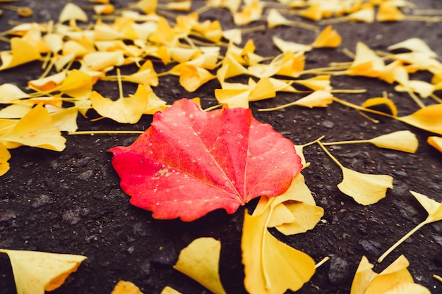 Saison D'automne De L'arbre Et Des Feuilles