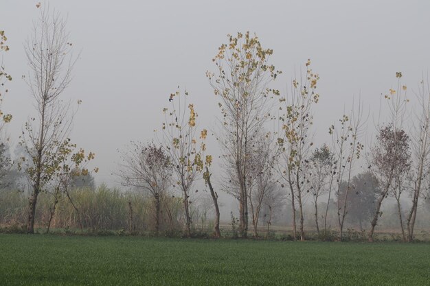 Photo la saison d'automne au pakistan tous les congés sont jaunes et secs et les arbres sont en séquence en face du champ vert