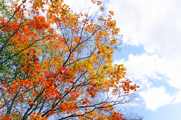 Saison d'automne au parc Maruyama