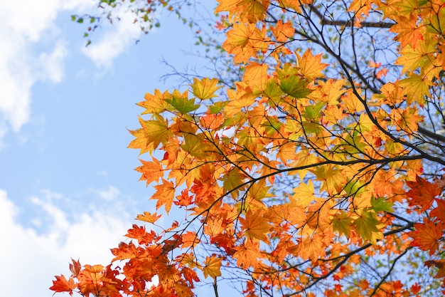 Saison d'automne au parc Maruyama