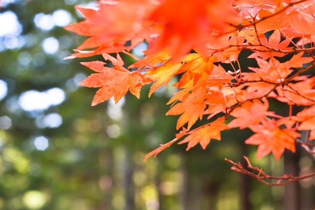 Saison d'automne coloré d'arbres et de feuilles