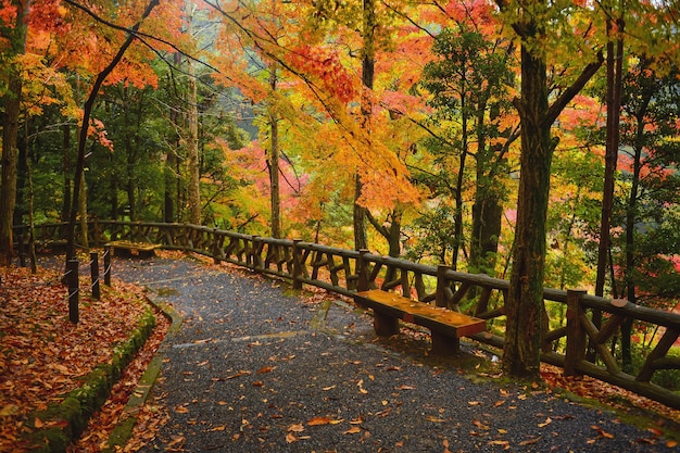 Saison d'automne colorée, automne pendant la brume et le lever du soleil, Japon