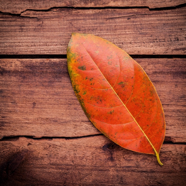 Saison d&#39;automne et concepts pacifiques.