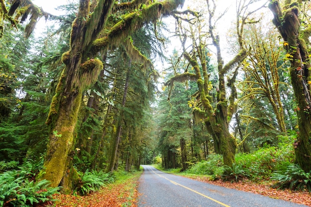 Saison d'automne dans la forêt tropicale de Hoh, Olympic National Park, WA, USA. De beaux paysages naturels insolites