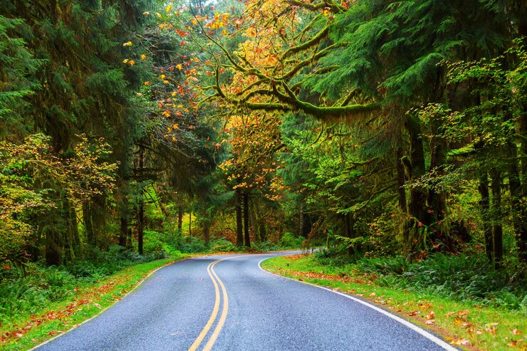 Photo saison d'automne dans la forêt tropicale de hoh, olympic national park, wa, usa. de beaux paysages naturels insolites