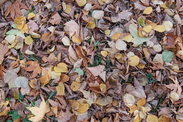 Saison d'automne avec des feuilles de différentes couleurs sur la pelouse