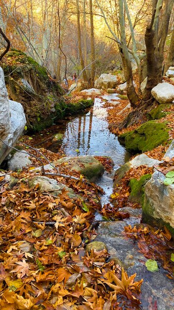 Photo saison d'automne fond doré eau harmonieuse et paysages attrayants