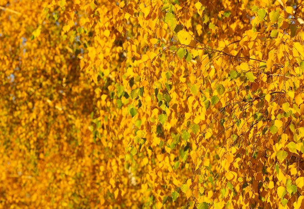 La saison d'automne jaune laisse la nature d'automne jaune en gros plan laisse la saison d'automne avec des feuilles