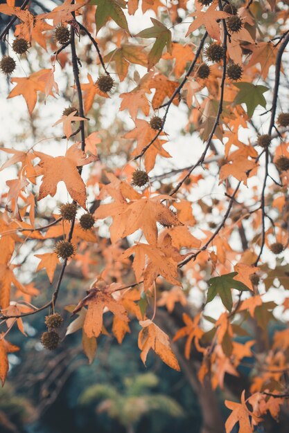 Saison de belles feuilles d&#39;automne, paysage