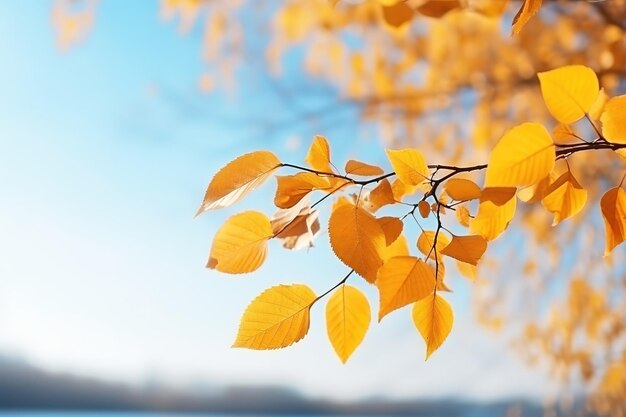 Saison de belles feuilles d&#39;automne