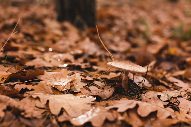 Saison des champignons dans la forêt Feuilles tombées Forêt d'automne