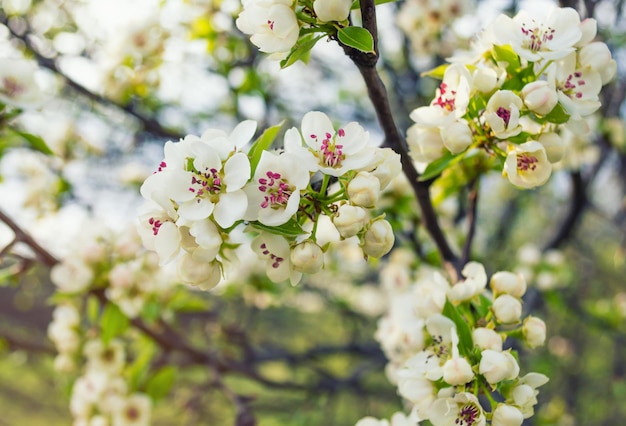 Saison du printemps. Branche fleurie de poire sur fond de ciel