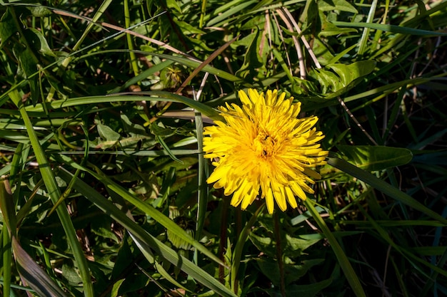 Saison extérieure du parc d'été de la prairie de pissenlit