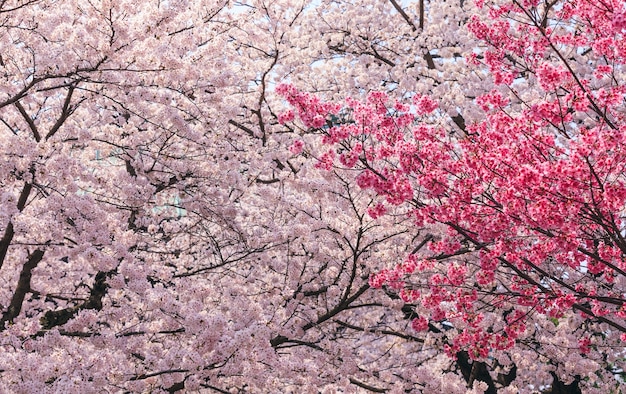 saison de la fleur de sakura rose au japon