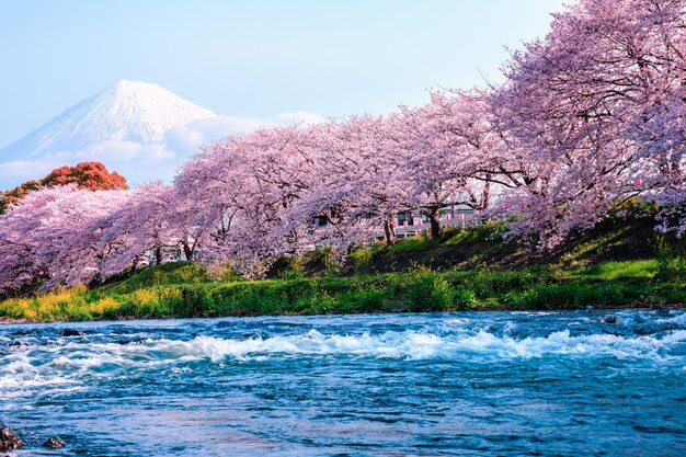 Photo la saison des fleurs de cerisier touristique et la rivière uruigawa au premier plan avec le ciel clair de la montagne fuji en arrière-plan