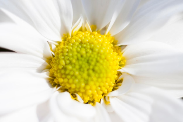 saison, fleurs et marguerites aux grands pétales et aux couleurs vives, image printanière