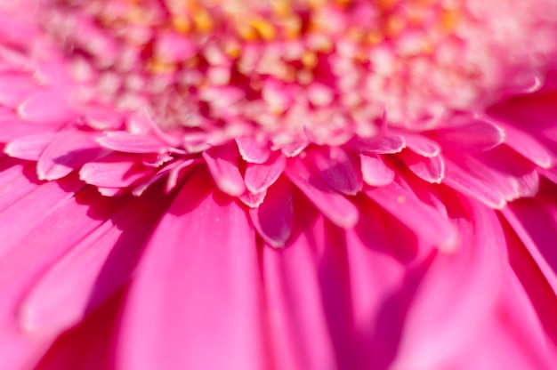 saison, fleurs et marguerites aux grands pétales et aux couleurs vives, image printanière