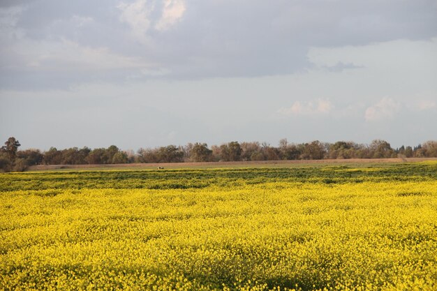 Saison des fleurs sauvages dans la réserve faunique de San Joaquin en Californie