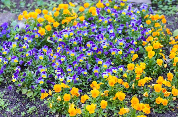 Saison de floraison printanière dans un parc public urbain