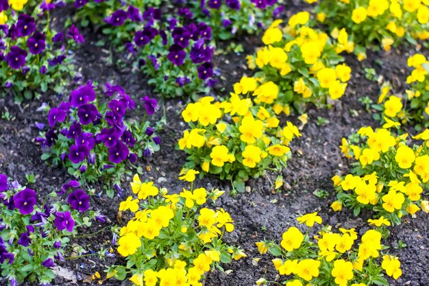Saison de floraison printanière dans un parc public urbain