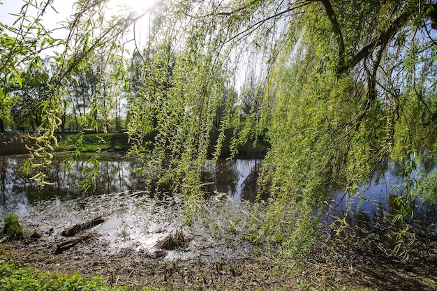 Saison de floraison printanière dans un parc public urbain