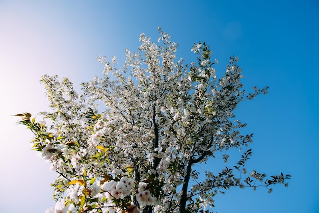 Saison de floraison printanière dans un parc public urbain