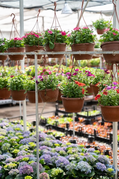 Saison de floraison en serre avec des rangées de fleurs en fleurs et des pots avec des plantes en serre