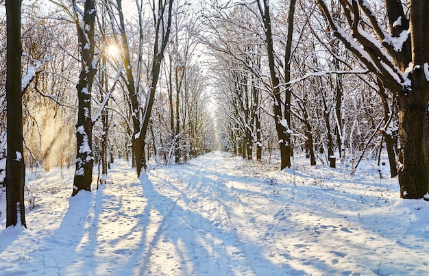 Saison. Forêt d'hiver couverte de neige