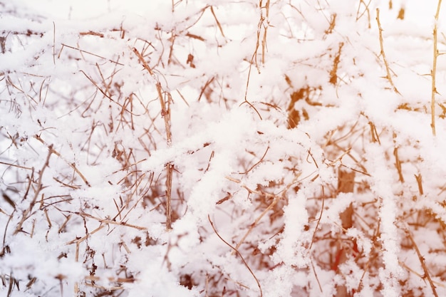 Saison d'hiver enneigée dans la nature neige blanche fraîche et glacée gelée et flocons de neige sur des branches d'arbres nus par une journée d'hiver glaciale dans la forêt ou le jardin temps froid fond naturel éruption de l'heure de Noël