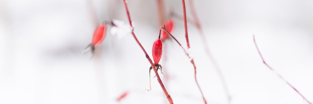 Saison d'hiver enneigée dans la nature neige congelée fraîche et flocons de neige couvertes de branches d'églantier buisson fruits rouges baies le jour d'hiver glacial dans la forêt ou le jardin par temps froid bannière de Noël