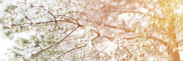 Saison d'hiver enneigée dans la nature neige glaciale fraîche et flocons de neige recouverts d'épinettes, de sapins ou de branches de pins le jour d'hiver glacial dans la forêt ou le jardin par temps froid