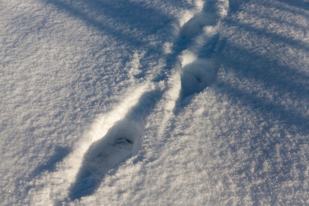 La saison hivernale avec un temps froid et beaucoup de précipitations sous forme de neige, de grosses congères après les chutes de neige et les blizzards