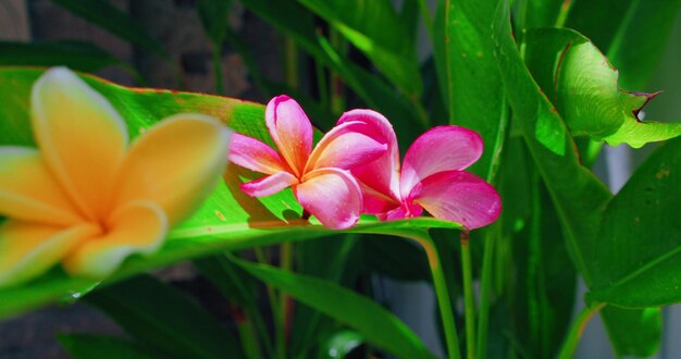 Saison des pluies dans l'île tropicale de Bali fleurs d'orchidées humides rouges roses jaunes sauvages après la pluie de la mousson dans les jungles luxuriantes vertes indonésiennes Fond de paysage naturel