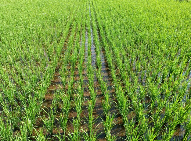 Photo la saison des pluies est le moment où les agriculteurs plantent le riz.