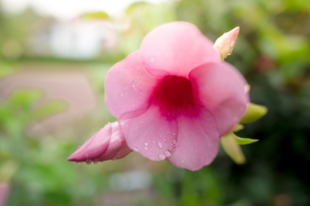 Photo saison des pluies fleurs roses