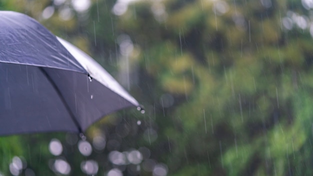 Saison des pluies avec parapluie noir