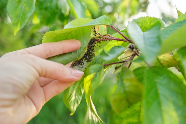 Saison printanière, cerisier, gros plans d'insectes pucerons