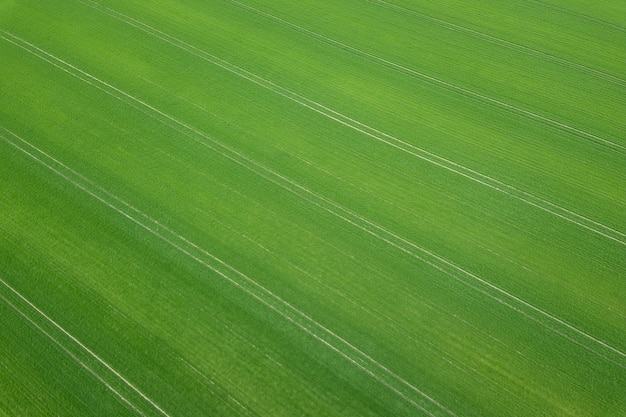 Saison de printemps de champ vert. Vue aérienne. Blé.