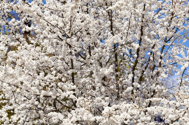 Saison de printemps dans le verger avec arbres fruitiers