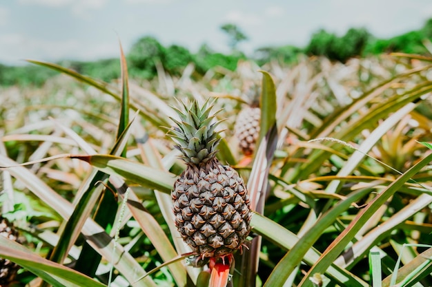 Saison de récolte et culture d'ananas Vue d'une belle plantation d'ananas en pleine croissance dans le jardin Récolte de fruits d'ananas avec espace de copie