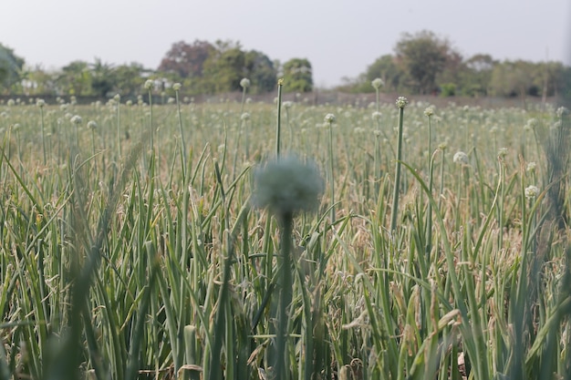 Photo saison de récolte d'oignons au cambodge