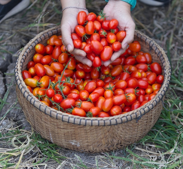 Saison de récolte des tomates cerises au Cambodge