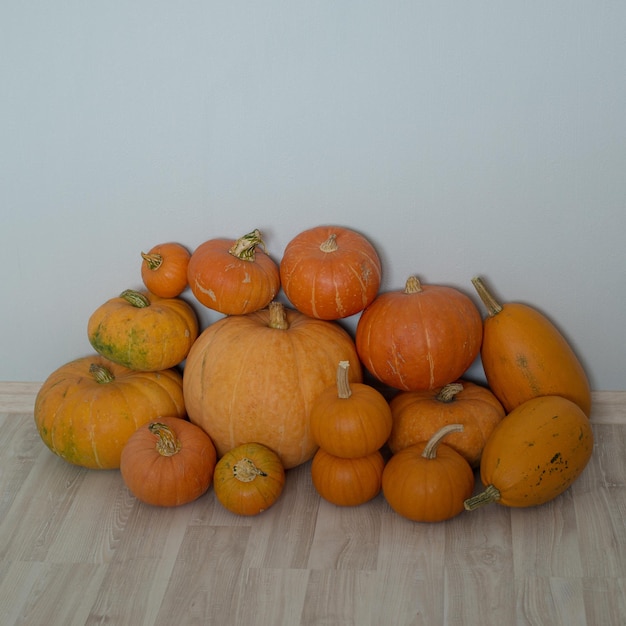 La saison des récoltes est celle des citrouilles. Il y a beaucoup de citrouilles différentes dans le tas.