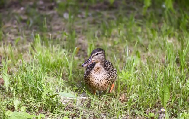 Photo saison de reproduction dans la nature canard sauvage sur l'herbe verte