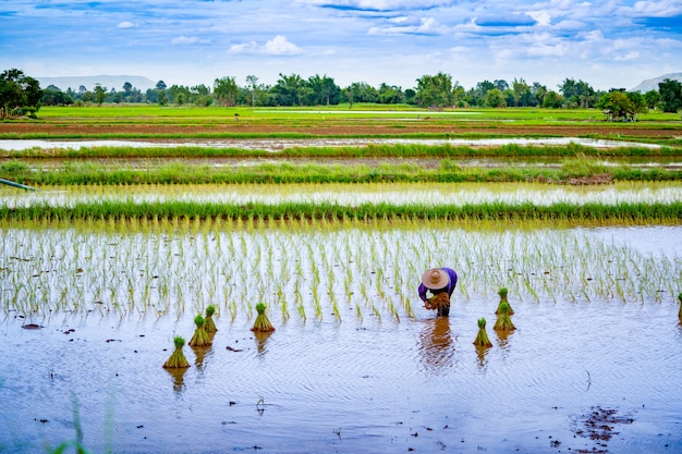 Saison de semis de rizière à la campagne en Thaïlande